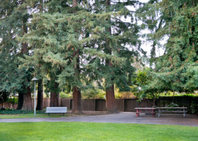 Redwood trees in the Greenmeadow Park