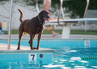 Brown Labrador dog looking at pool